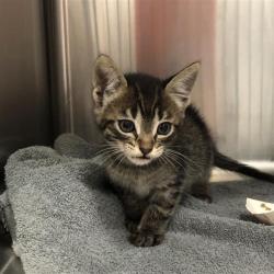 Shelter Stray Male Cat last seen Near BLOCK E SHAW AVE, FRESNO CA 93710, 5277 E Airways Blvd, Fresno, CA 93727, USA
