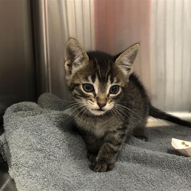 Shelter Stray Male Cat last seen Near BLOCK E SHAW AVE, FRESNO CA 93710, 5277 E Airways Blvd, Fresno, CA 93727, USA