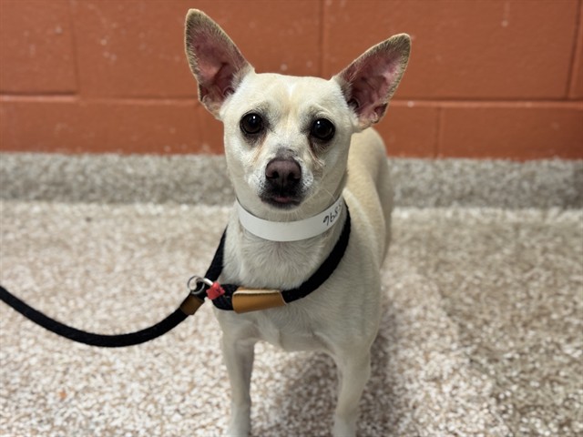 Shelter Stray Male Dog last seen Near BLOCK LOUIS NELSON RD, PUEBLO CO 81001, 4600 Eagleridge Pl, Pueblo, CO 81008, USA