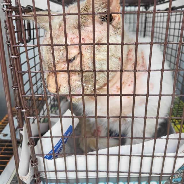 Shelter Stray Male Cat last seen Near BLOCK OF FOREST VALLEY, 4710 TX-151, San Antonio, TX 78227, USA