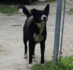 Shelter Stray Male Dog last seen Near BLOCK HORTENCIA AVE, 4710 TX-151, San Antonio, TX 78227, USA