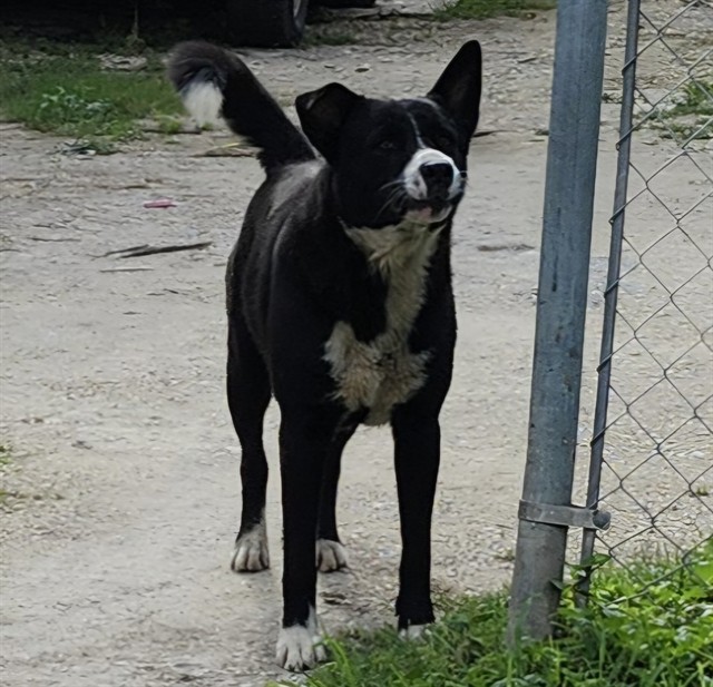 Shelter Stray Male Dog last seen Near BLOCK HORTENCIA AVE, 4710 TX-151, San Antonio, TX 78227, USA