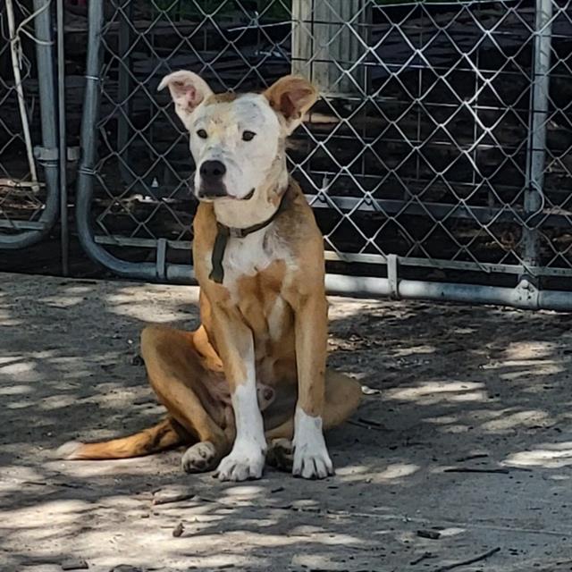Shelter Stray Male Dog last seen THORAIN, 4710 TX-151, San Antonio, TX 78227, USA