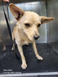 Shelter Stray Male Dog last seen Near BLOCK FREDERICKSBURG RD, 4710 TX-151, San Antonio, TX 78227, USA