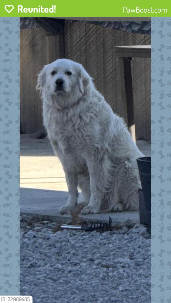 Reunited Female Dog last seen Near W 182nd St, Olathe, KS 66062, USA, Olathe, KS 66062