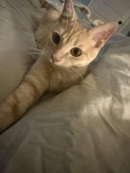 Reunited Male Cat last seen Oak Valley/Bransford, Colleyville, TX 76034
