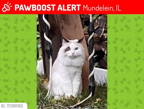 Lost Male Cat last seen Midlothian Road & Becket Crossing Road, Mundelein, IL 60060