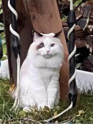 Lost Male Cat last seen Midlothian Road & Becket Crossing Road, Mundelein, IL 60060