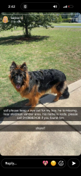 Lost Male Dog last seen foodlion, Stedman, NC 28391