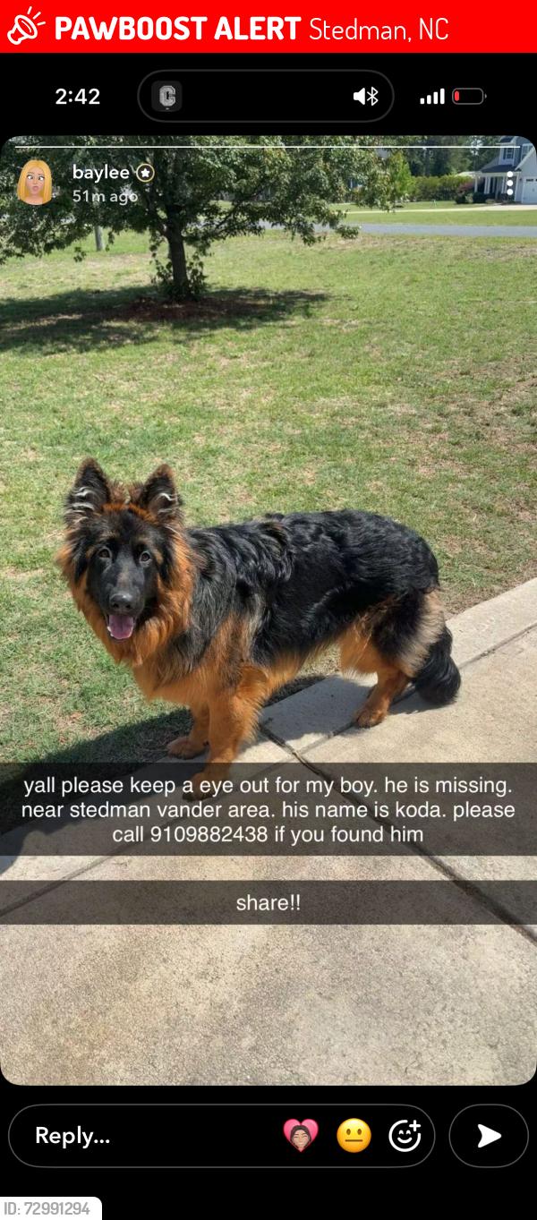 Lost Male Dog last seen foodlion, Stedman, NC 28391