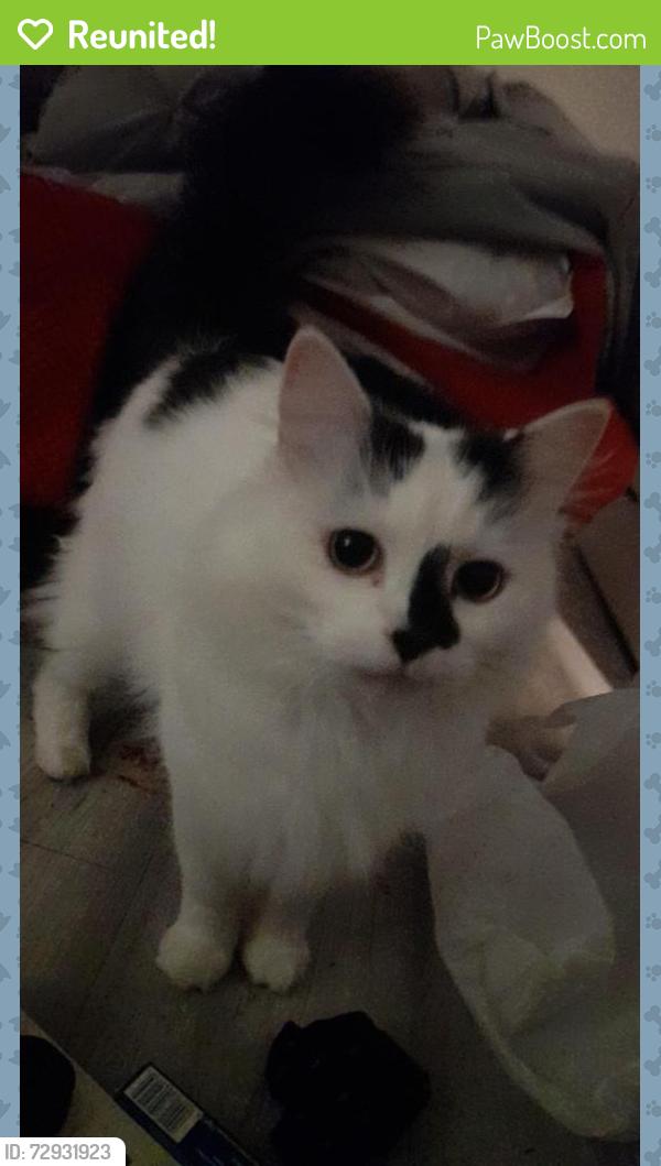 Reunited Male Cat last seen The royal oak. , Edwinstowe, England NG21 9NJ