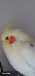 Lost Female Bird last seen Near Male rose forest ct , Lawrenceville, GA 30045