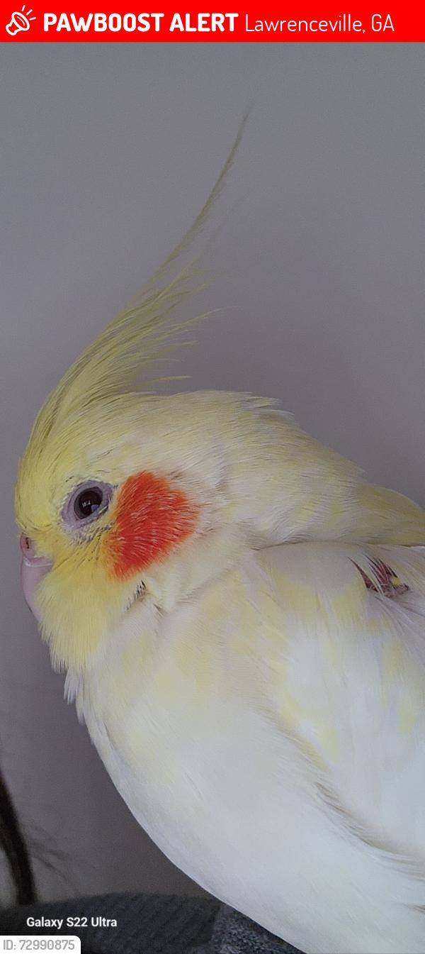 Lost Female Bird last seen Near Male rose forest ct , Lawrenceville, GA 30045