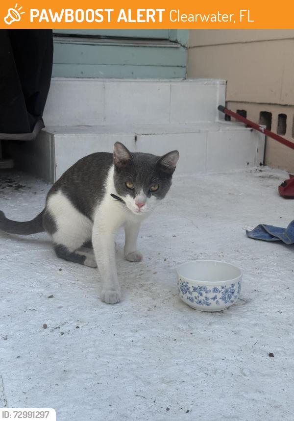Found/Stray Unknown Cat last seen Douglas, Clearwater, FL 33755