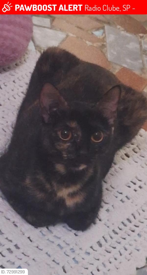 Lost Female Cat last seen Rua Antônio Jaques s Duarte 11336, Radio Clube, SP 11088-330