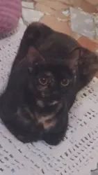 Lost Female Cat last seen Rua Antônio Jaques s Duarte 11336, Radio Clube, SP 11088-330