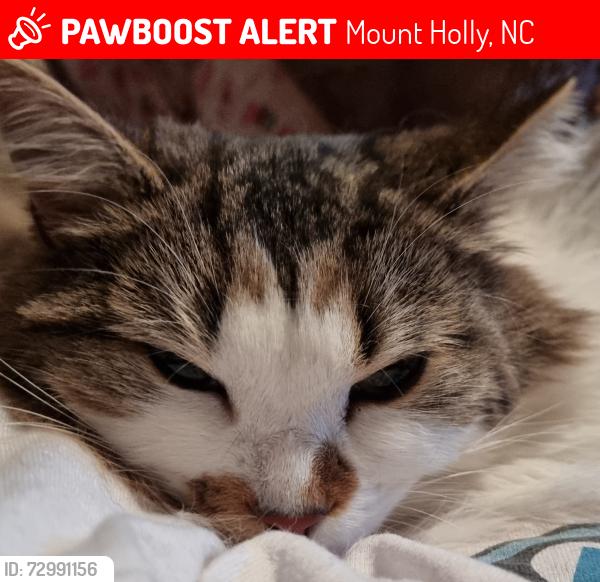 Lost Female Cat last seen Summit Ave & Main Street & Cove St, Mount Holly, NC 28120