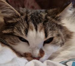 Lost Female Cat last seen Summit Ave & Main Street & Cove St, Mount Holly, NC 28120