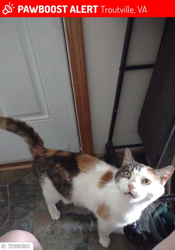 Lost Female Cat last seen Cloverdale Rd across from the car wash, Troutville, VA 24175