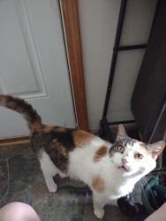 Lost Female Cat last seen Cloverdale Rd across from the car wash, Troutville, VA 24175