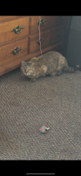 Found/Stray Female Cat last seen Greenbrook Elementary, Southaven, MS 38671