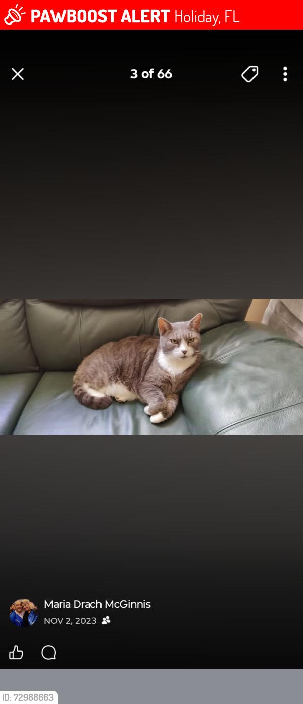 Lost Male Cat last seen Moog rd, Holiday, FL 34691