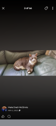 Lost Male Cat last seen Moog rd, Holiday, FL 34691