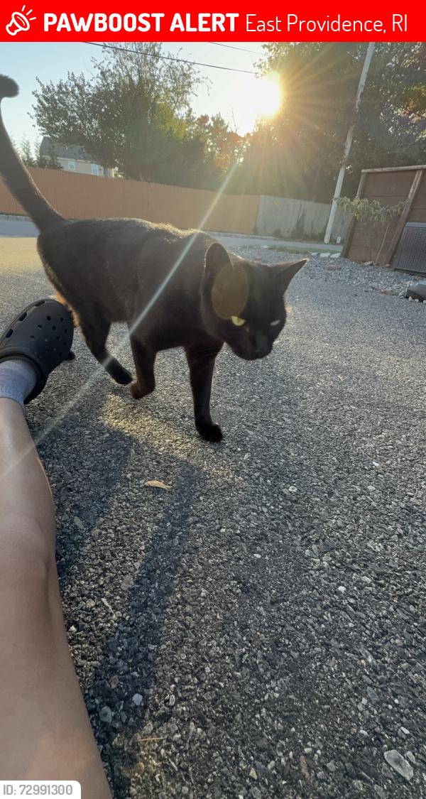 Lost Male Cat last seen USA skates, East Providence, RI 02916