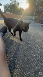 Lost Male Cat last seen USA skates, East Providence, RI 02916
