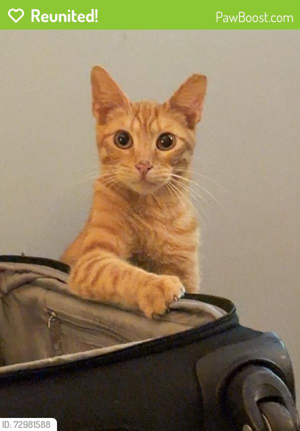 Reunited Male Cat last seen Preston Park, Louisville, KY 40217