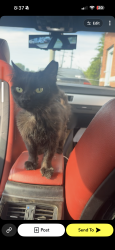 Lost Male Cat last seen Chickamauga Ave by Dollar General , Rossville, GA 30741
