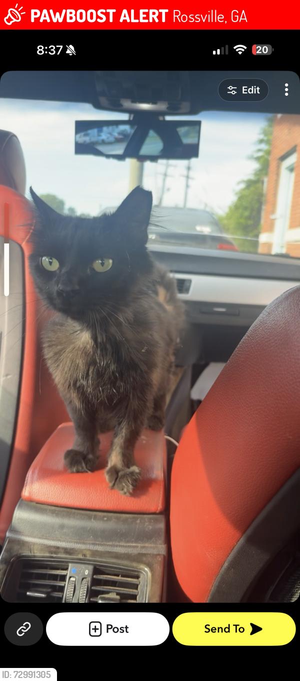 Lost Male Cat last seen Chickamauga Ave by Dollar General , Rossville, GA 30741