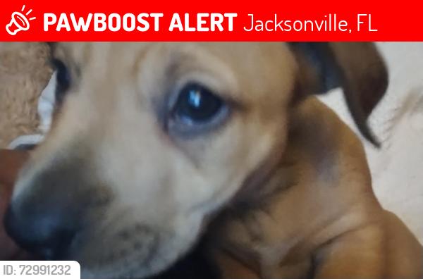 Lost Male Dog last seen Bowden and Belfort area, Jacksonville, FL 32216