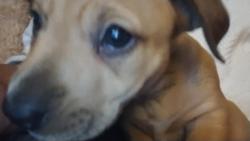 Lost Male Dog last seen Bowden and Belfort area, Jacksonville, FL 32216