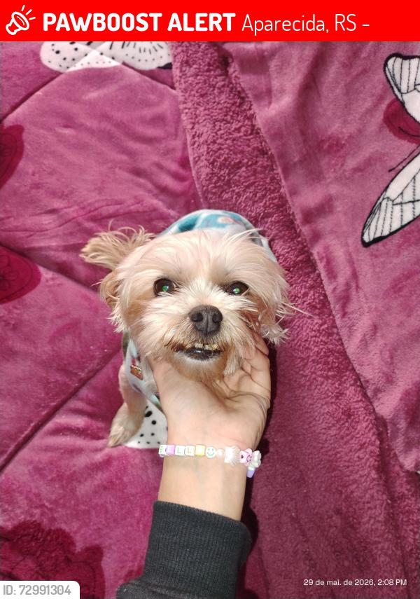 Lost Female Dog last seen Cristóvão Pereira,aparecida, Aparecida, RS 94850-320