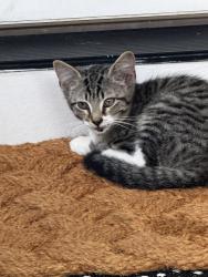 Found/Stray Unknown Cat last seen Buffalo Shoals Rd, Iredell County, NC 28677