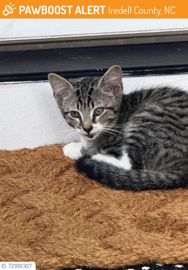Found/Stray Unknown Cat last seen Buffalo Shoals Rd, Iredell County, NC 28677