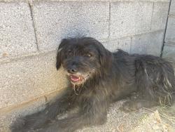 Found/Stray Male Dog last seen 23rd st and Weldon Ave, Phoenix, AZ 85016