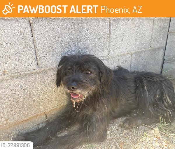 Found/Stray Male Dog last seen 23rd st and Weldon Ave, Phoenix, AZ 85016