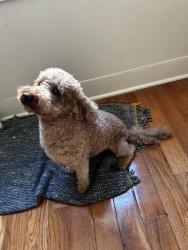 Lost Female Dog last seen Willow st & 1st ave , West Haven, CT 06516