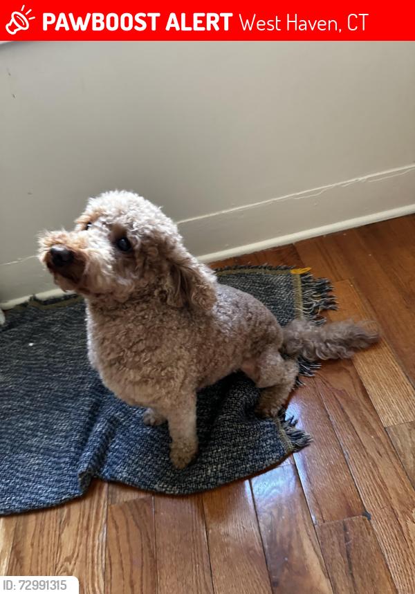 Lost Female Dog last seen Willow st & 1st ave , West Haven, CT 06516