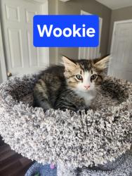 Lost Male Cat last seen Winding Way, Falls Township, PA 19067