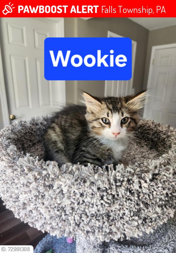Lost Male Cat last seen Winding Way, Falls Township, PA 19067