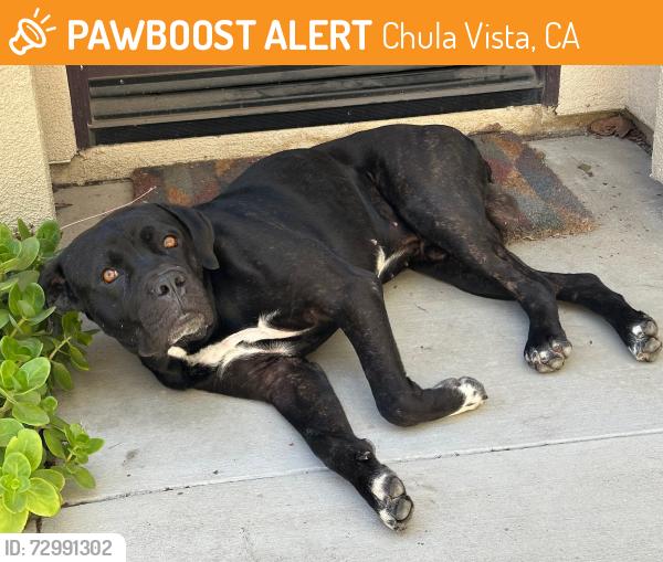 Found/Stray Male Dog last seen Avenida Escaya, Escaya Park, Chula Vista, CA 91913