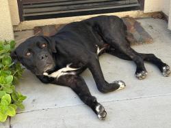 Found/Stray Male Dog last seen Avenida Escaya, Escaya Park, Chula Vista, CA 91913