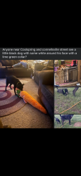 Reunited Male Dog last seen Uniontown , Uniontown, PA 15401