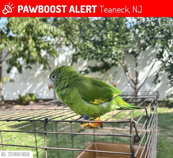 Lost Male Bird last seen Teaneck Rd , Teaneck, NJ 07666