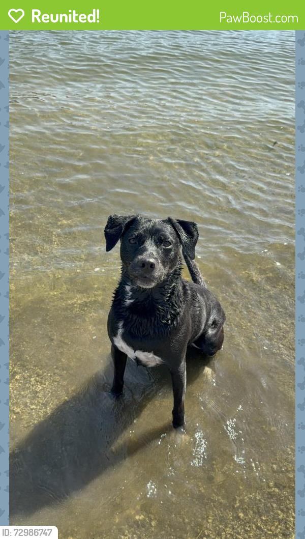 Reunited Female Dog last seen Sunset cliffs blvd and West Point Loma blvd, San Diego, CA 92107