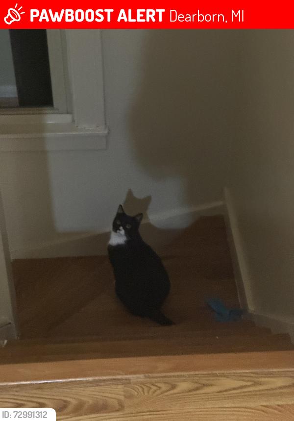 Lost Female Cat last seen Dearborn fresh , Dearborn, MI 48126
