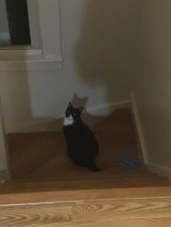 Lost Female Cat last seen Dearborn fresh , Dearborn, MI 48126